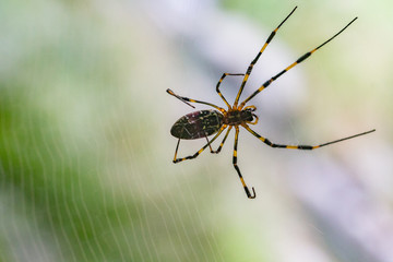 Spider
