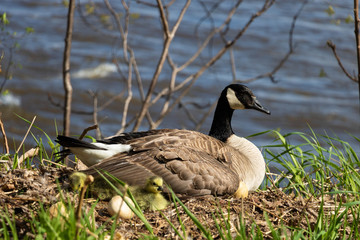 A mama goose hatching eggs. A goose  mother hatching with it's goslings and eggs. 