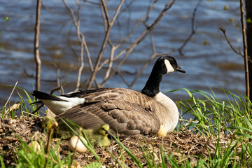 A mama goose hatching eggs. A goose  mother hatching with it's goslings and eggs. 