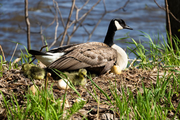 A mama goose hatching eggs. A goose  mother hatching with it's goslings and eggs. 