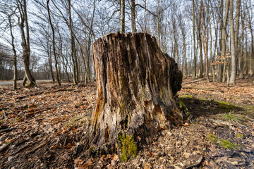 Old rotten tree trunk in a deciduous forest in early spring