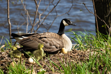 A mama goose hatching eggs. A goose  mother hatching with it's goslings and eggs. 
