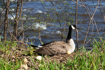 A mama goose hatching eggs. A goose  mother hatching with it's goslings and eggs. 