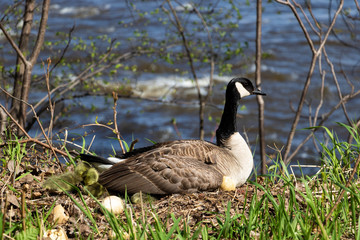 A mama goose hatching eggs. A goose  mother hatching with it's goslings and eggs. 