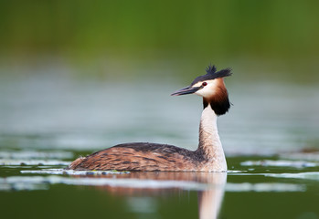 Great crested grebe (Podiceps cristatus)