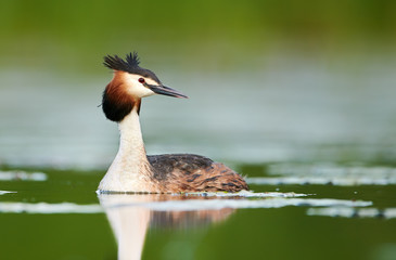 Great crested grebe (Podiceps cristatus)