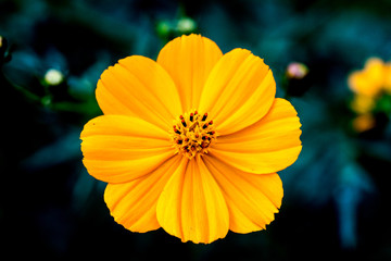yellow flower