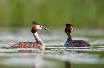 Great crested grebe (Podiceps cristatus)