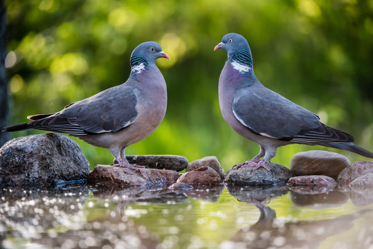 Common Wood Pigeons meeting at the waterhole.