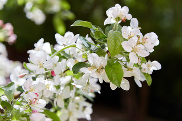 Pink and white flowers apple.