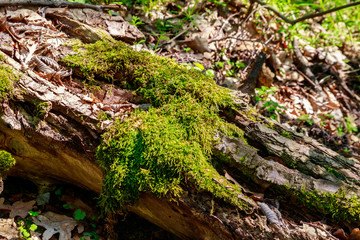 Fototapeta na wymiar Green moss growing on fallen tree trunk in forest