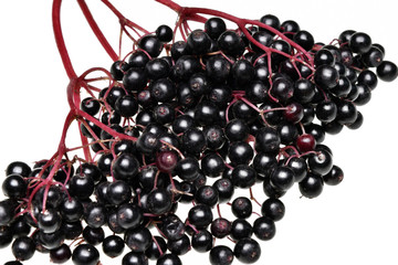 Fresh black elderberry  fruit isolated