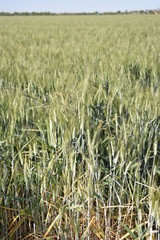 Arizona wheat ripening for harvest