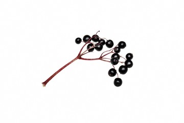 Fresh black elderberry  fruit isolated
