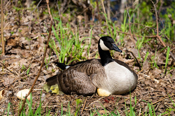A mama goose hatching eggs. A goose  mother hatching with it's goslings and eggs. 