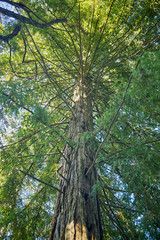 View of a sequoia from its base
