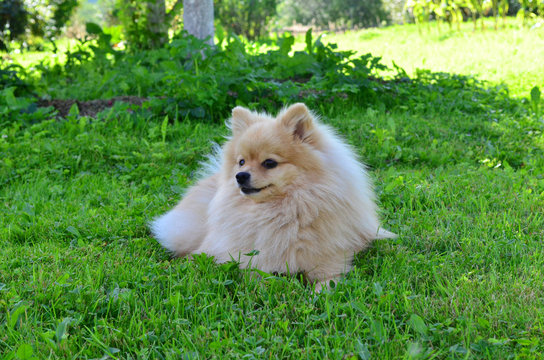 white pomeranian dog is lying on the grass, the dog is looking into the camera