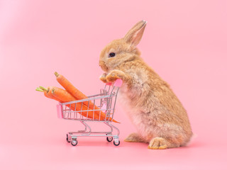 Brown cute baby rabbit standing and hold the shopping cart with baby carrots.  Lovely action of...