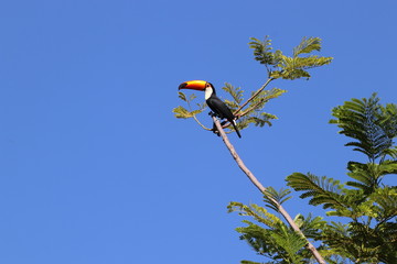 tucano