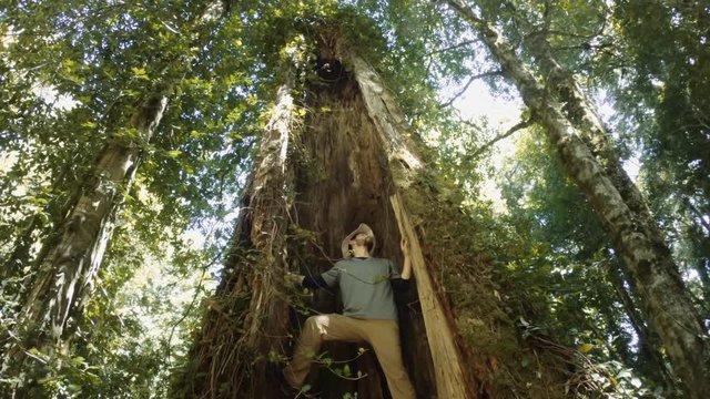 Caucasian man climbing a coihue tree on the Patagonian forest. 4k