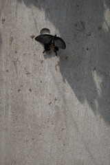 A black butterfly on the wall