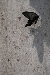 A black butterfly on the wall
