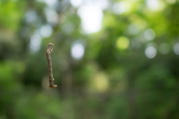 A dangled worm in a forest