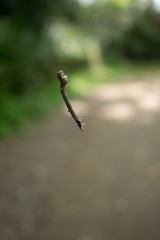 A dangled worm in a forest