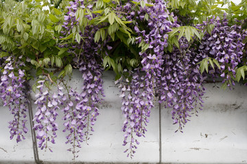 A bunch of wisteria flowers