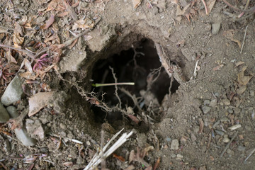 A natural hole of the ground