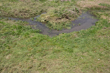 A stream in a lawn