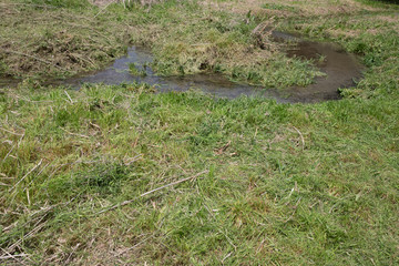 A stream in a lawn