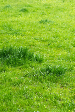 Grasses of the lawn
