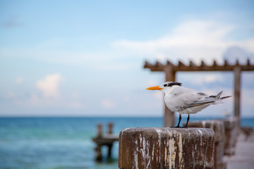 gaviota