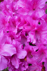 A lot of pink azalea flowers