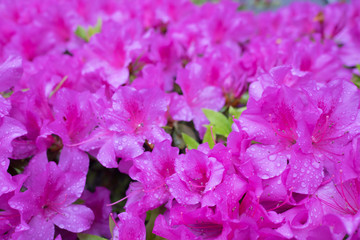Fototapeta na wymiar A lot of pink azalea flowers