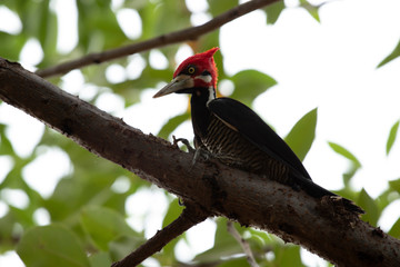 pica-pau da cabeça vermelha
