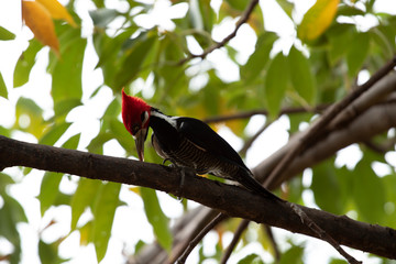 pica-pau da cabeça vermelha