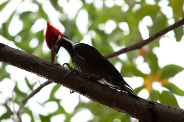 pica-pau da cabeça vermelha