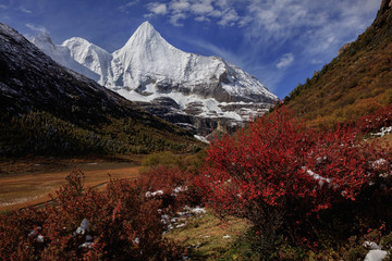 Jampayang, holy snow mountain in Daocheng Yading Nature Reserve - Garze, Kham Tibetan Pilgrimage region of Sichuan Province China. Alpine grassland in front of the towering ice summit of Yangmaiyong