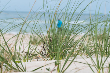 Grass Grows in Dunes as Tourist Walks Along Beach