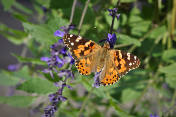 butterfly on flower