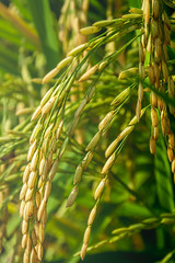 Yellow Paddy As Its Reach Maturity. Close Up of Rice Grain Ready For Harvest During Sunrise .Selective Focus.