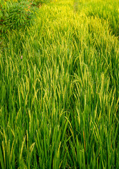Lush Green Organic Rice Field During Golden Sunrise in The Morning. Selective Focus.