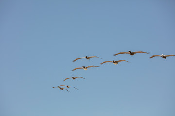 Formation of pelicans on the coast under blue skies
