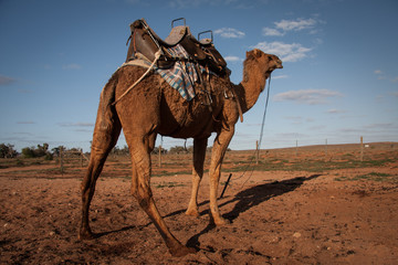 Australian Camels, the australia Outback if full of wild life