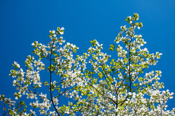 Dogwood flowers against a blue sky