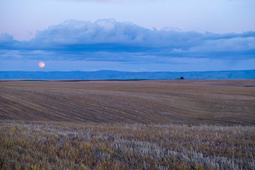 Moon Rise over Old Wheat