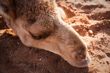 Australian Camels, the australia Outback if full of wild life