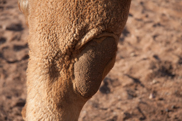 Australian Camels, the australia Outback if full of wild life